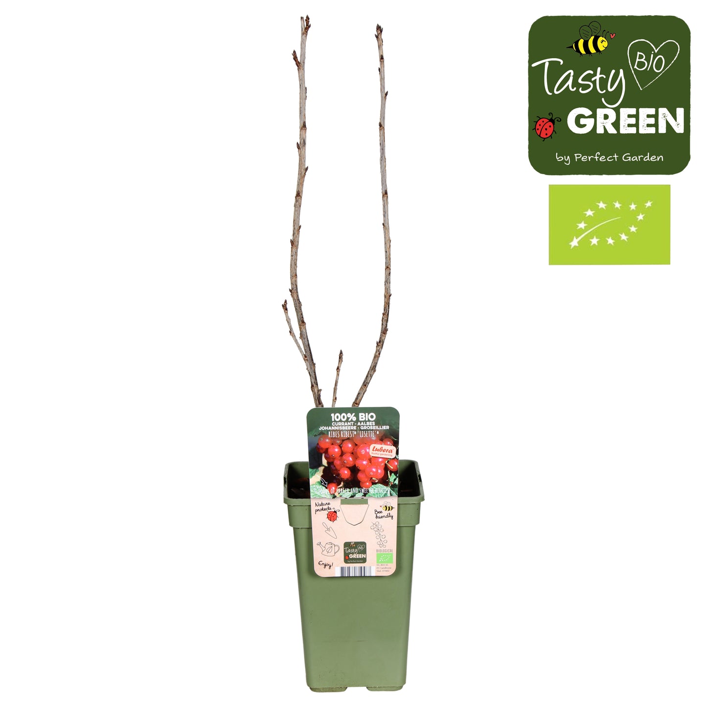 Ribes rubrum ("Redcurrant") 50cm 19cm Pot