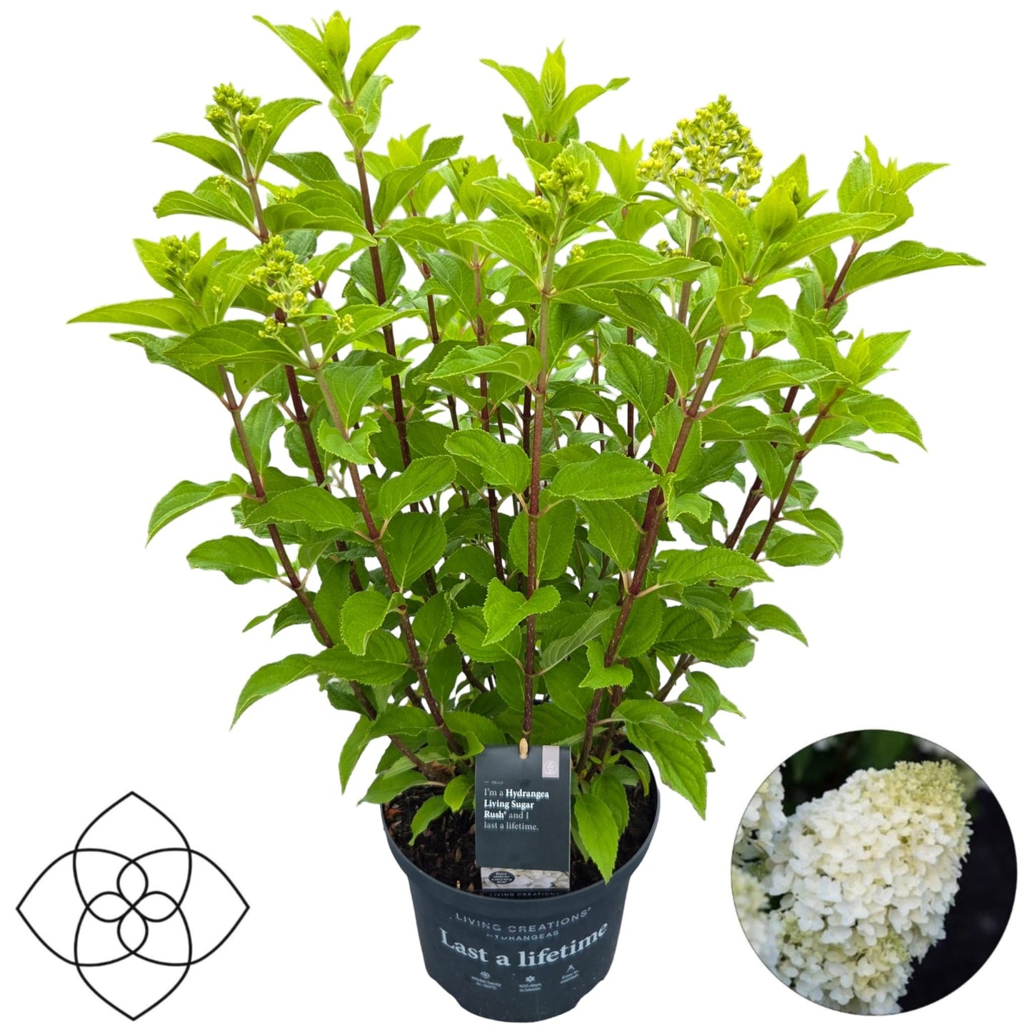 Peijl Tuinplanten, Van der Hydrangea pan. Living Sugar Rush Pack of 1