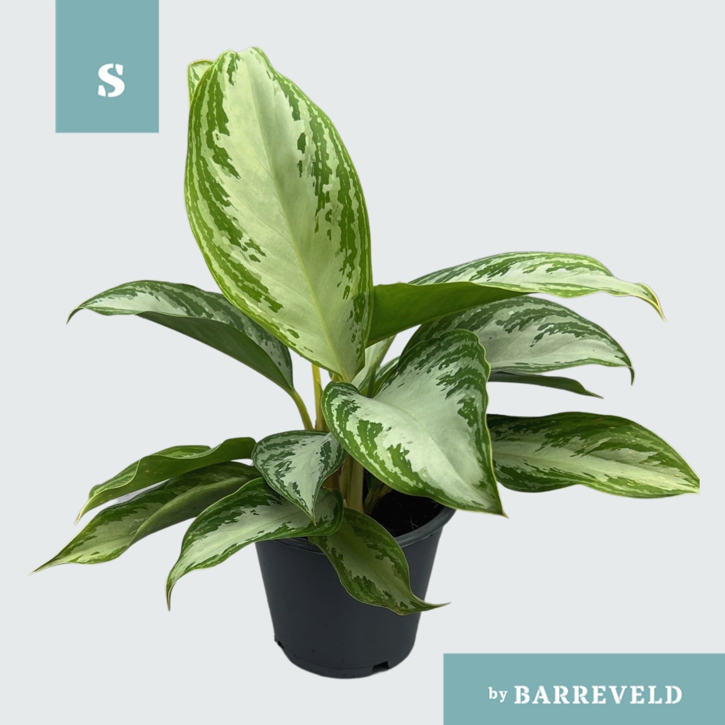 Aglaonema Silver Bay 30cm 11cm Pot