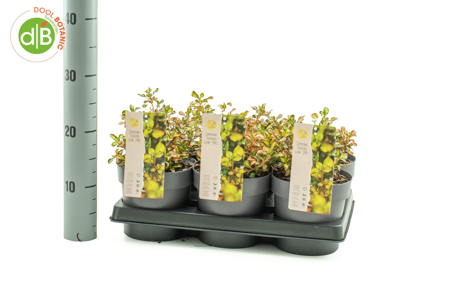 Coprosma Evening Glow 40cm 15cm Pot