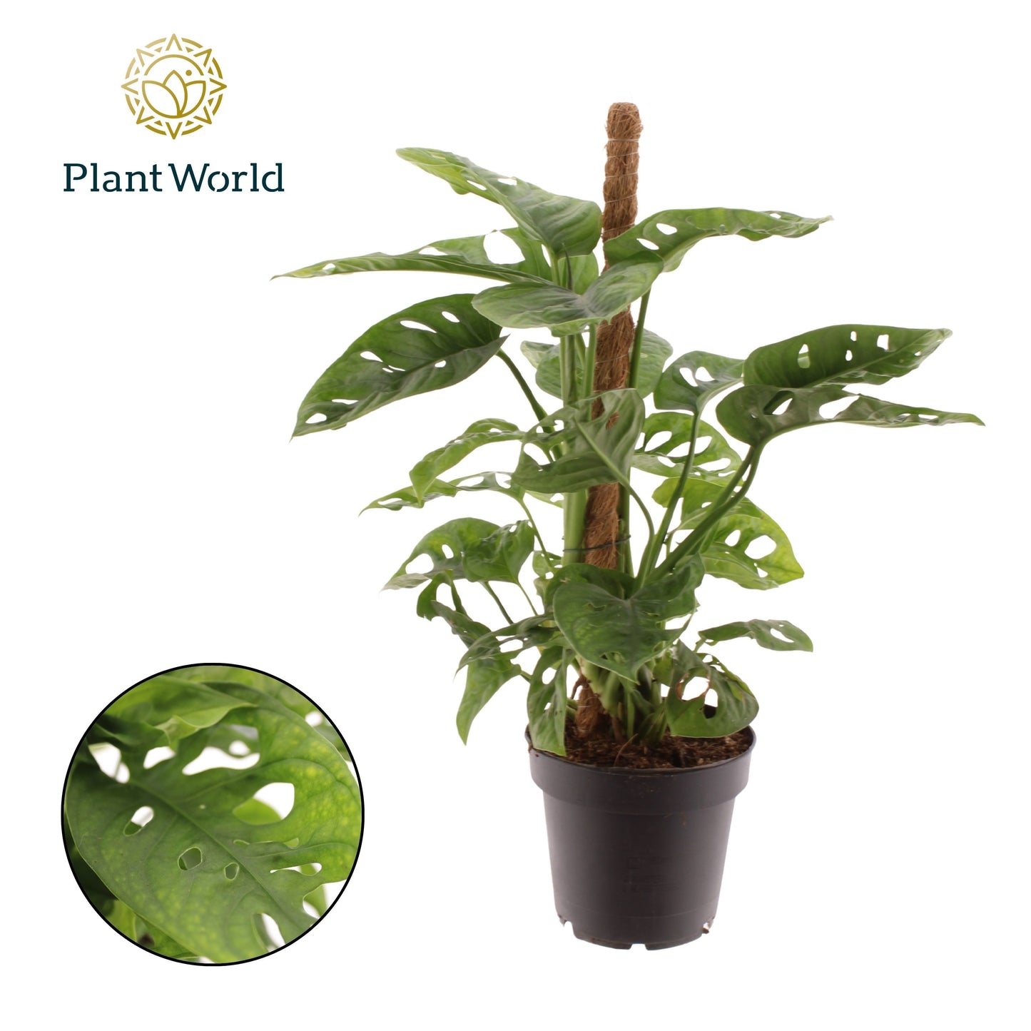 Monstera Monkey Leaf 40cm 12cm Pot