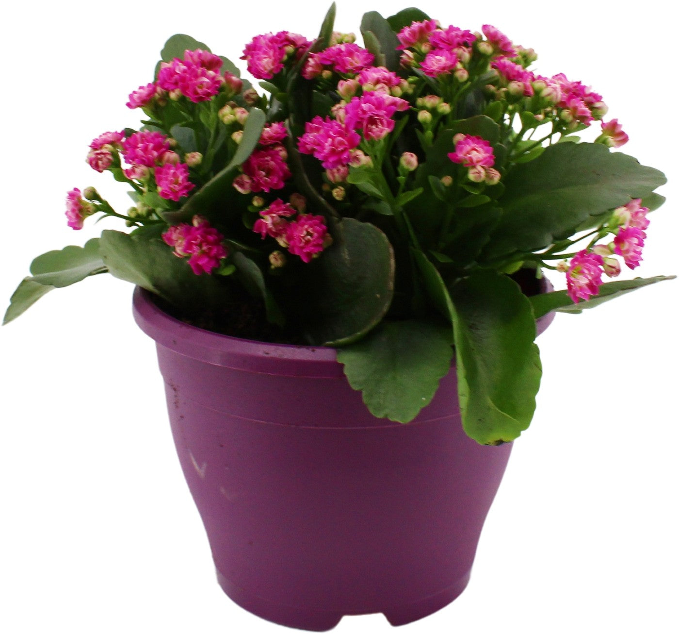 Kalanchoe Perfecta Purple 30cm 19cm Pot