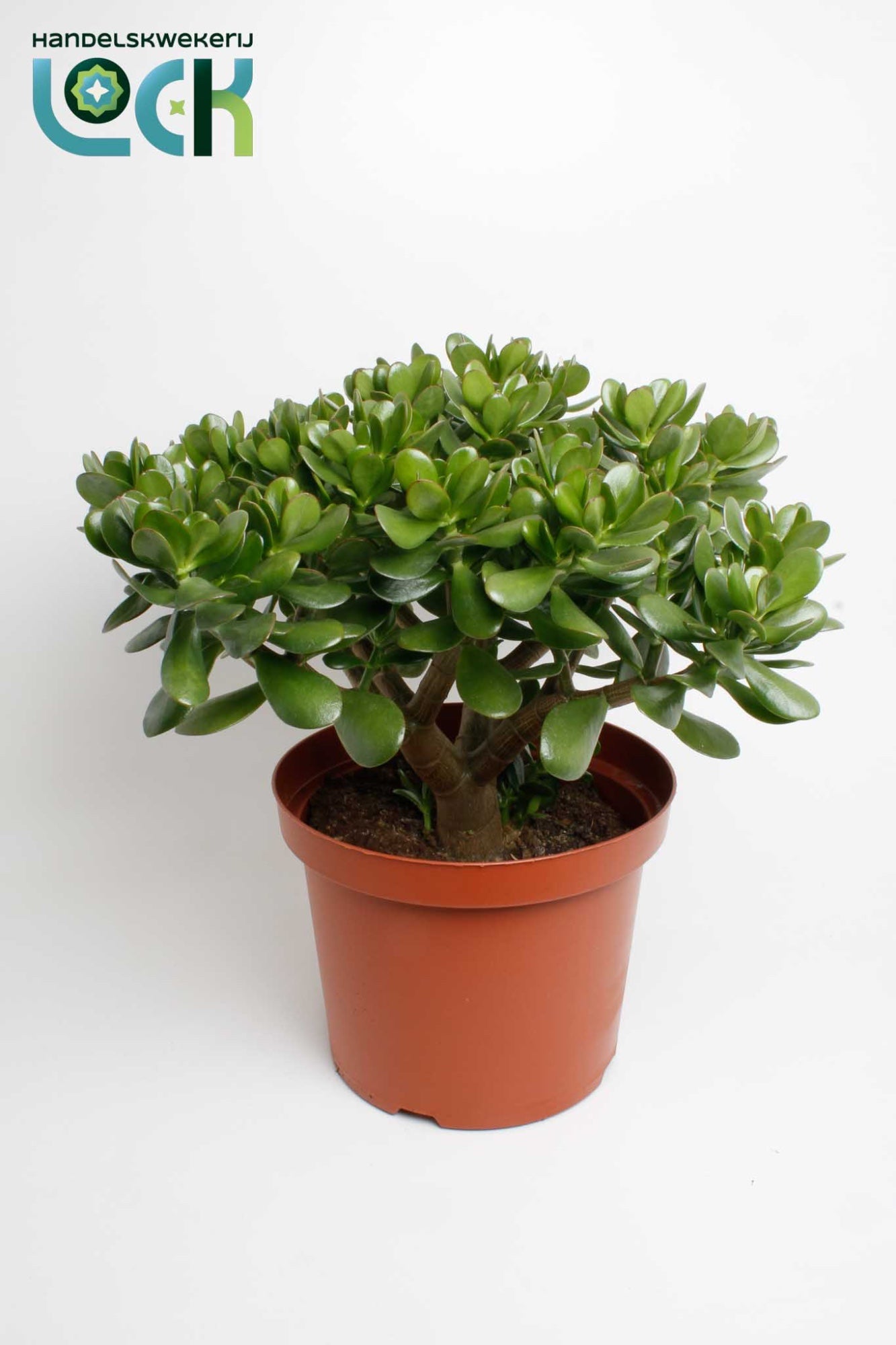 Lock, Handelskwekerij Crassula Argentea ovata Pack of 2