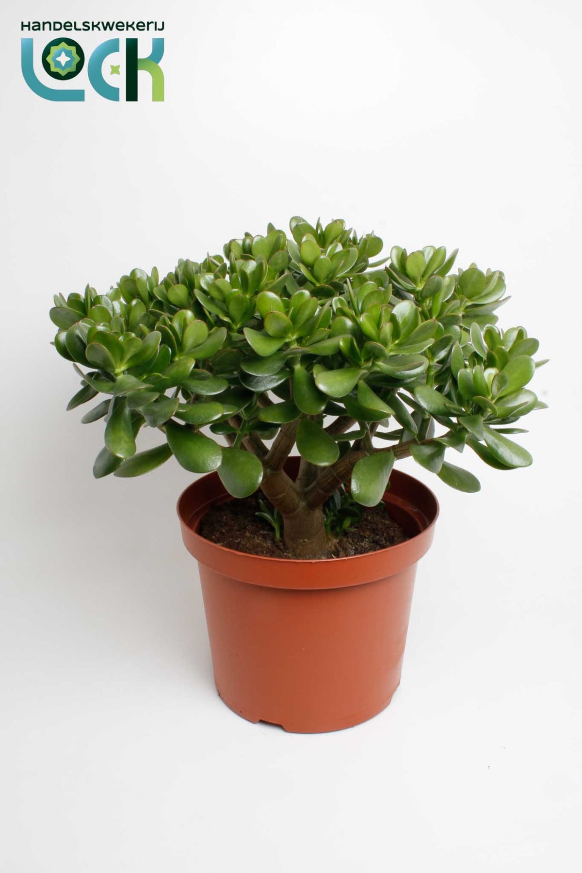 Crassula ovata 50cm 29cm Pot