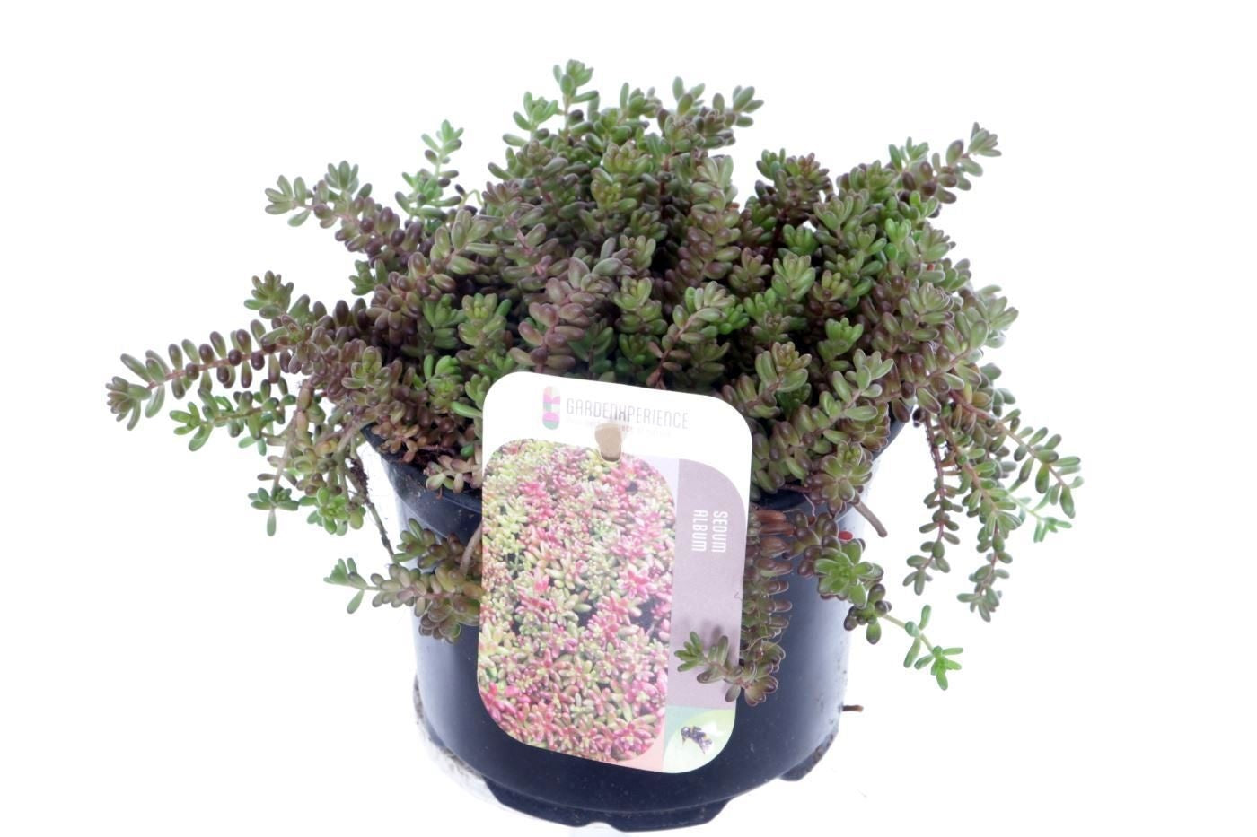 Sedum album Coral Carpet 15cm 13cm Pot