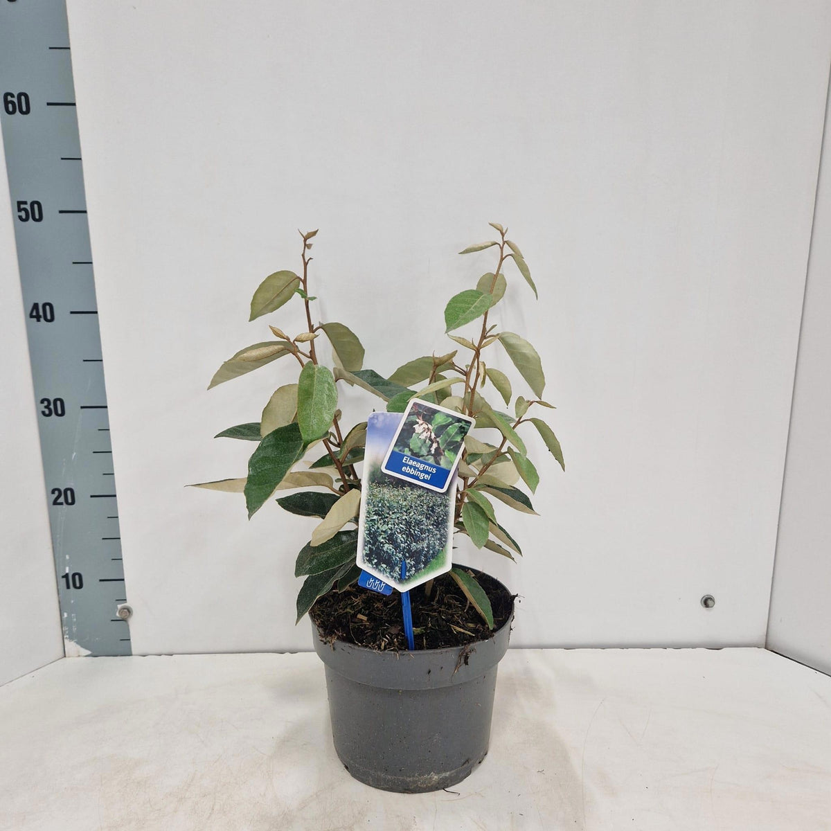 Elaeagnus ebbingei 40cm 19cm Pot