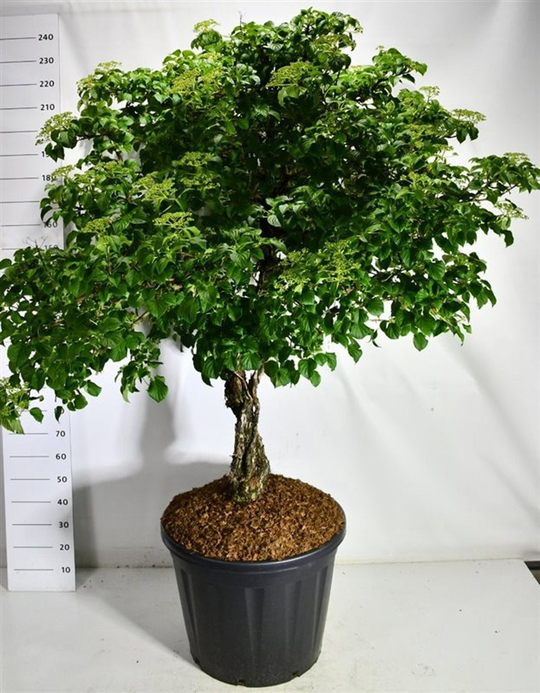 Hydrangea petiolaris 220cm 65cm Pot
