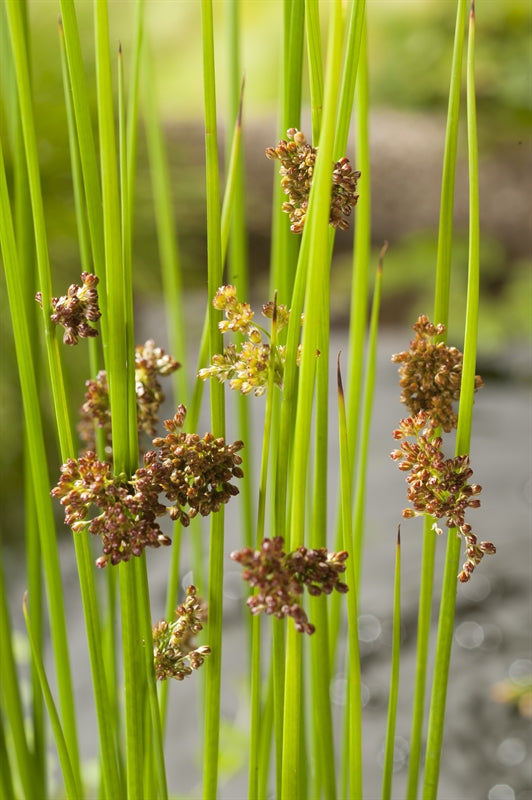 Waterplkw R. Moerings Juncus effusus Pack of 3