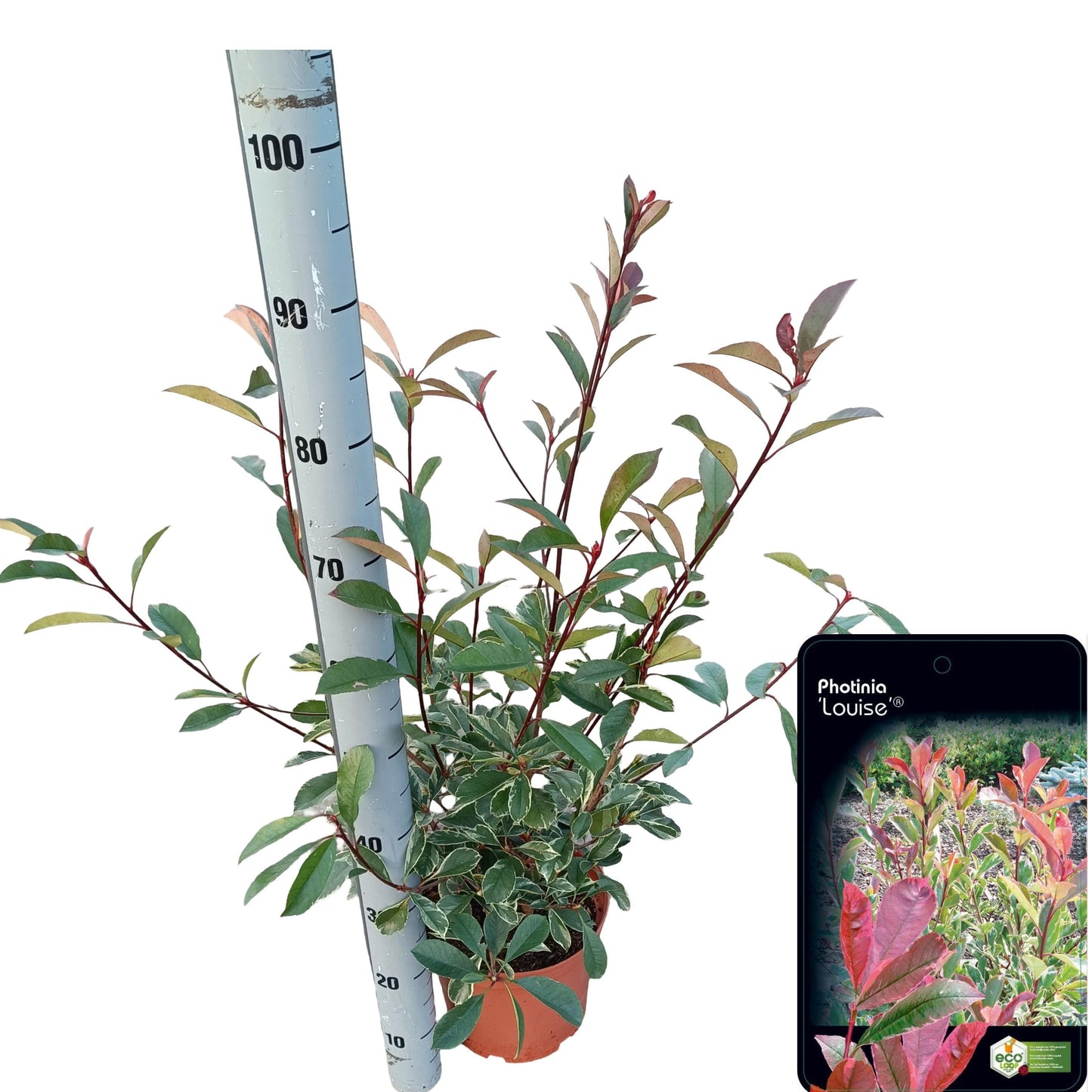 Photinia fraseri mix 70cm 23cm Pot