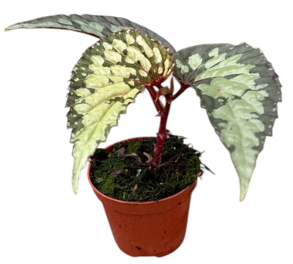 Begonia Cottage Bright Red 12cm 8cm Pot