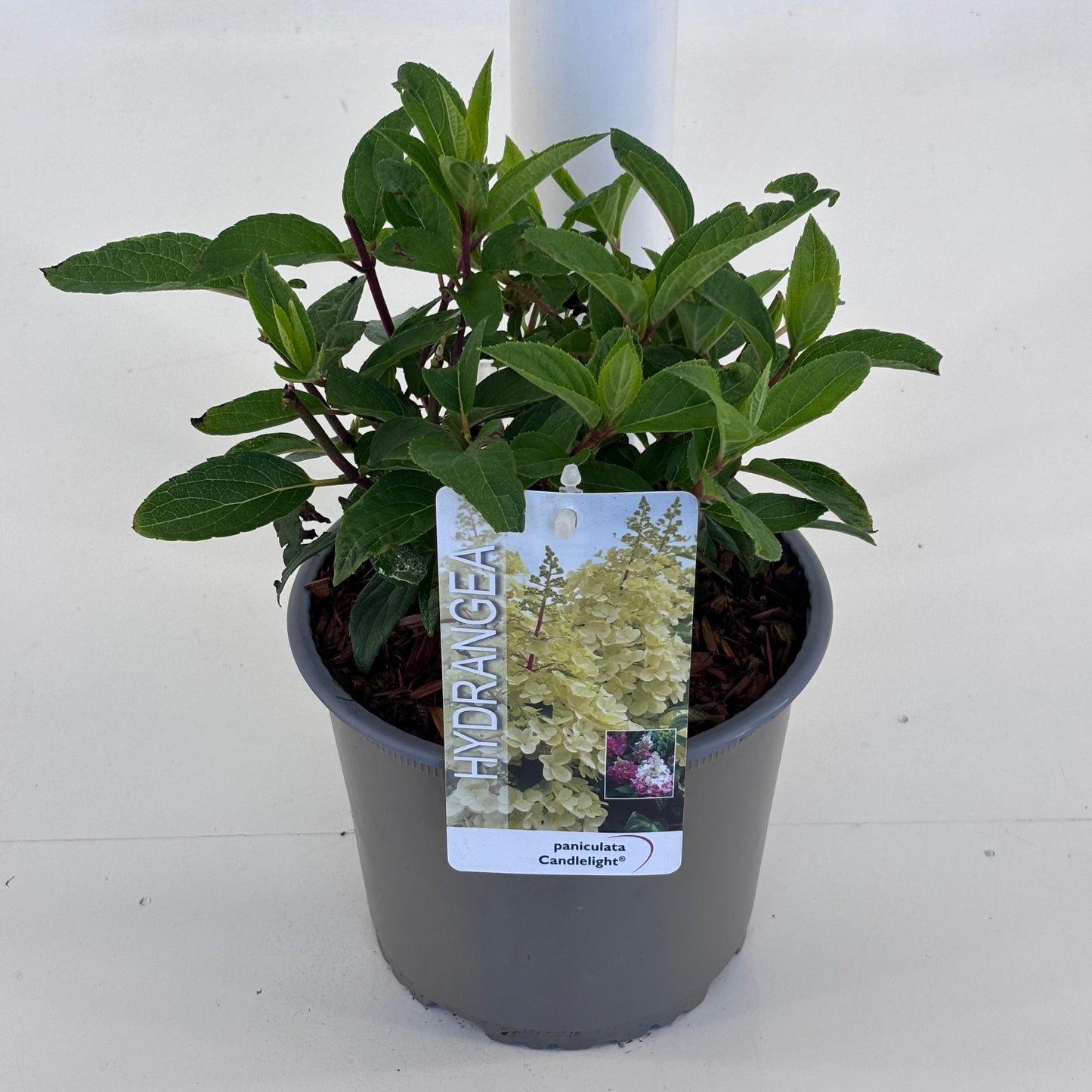 Leon van Lint B.V. Hydrangea paniculata Pack of 1