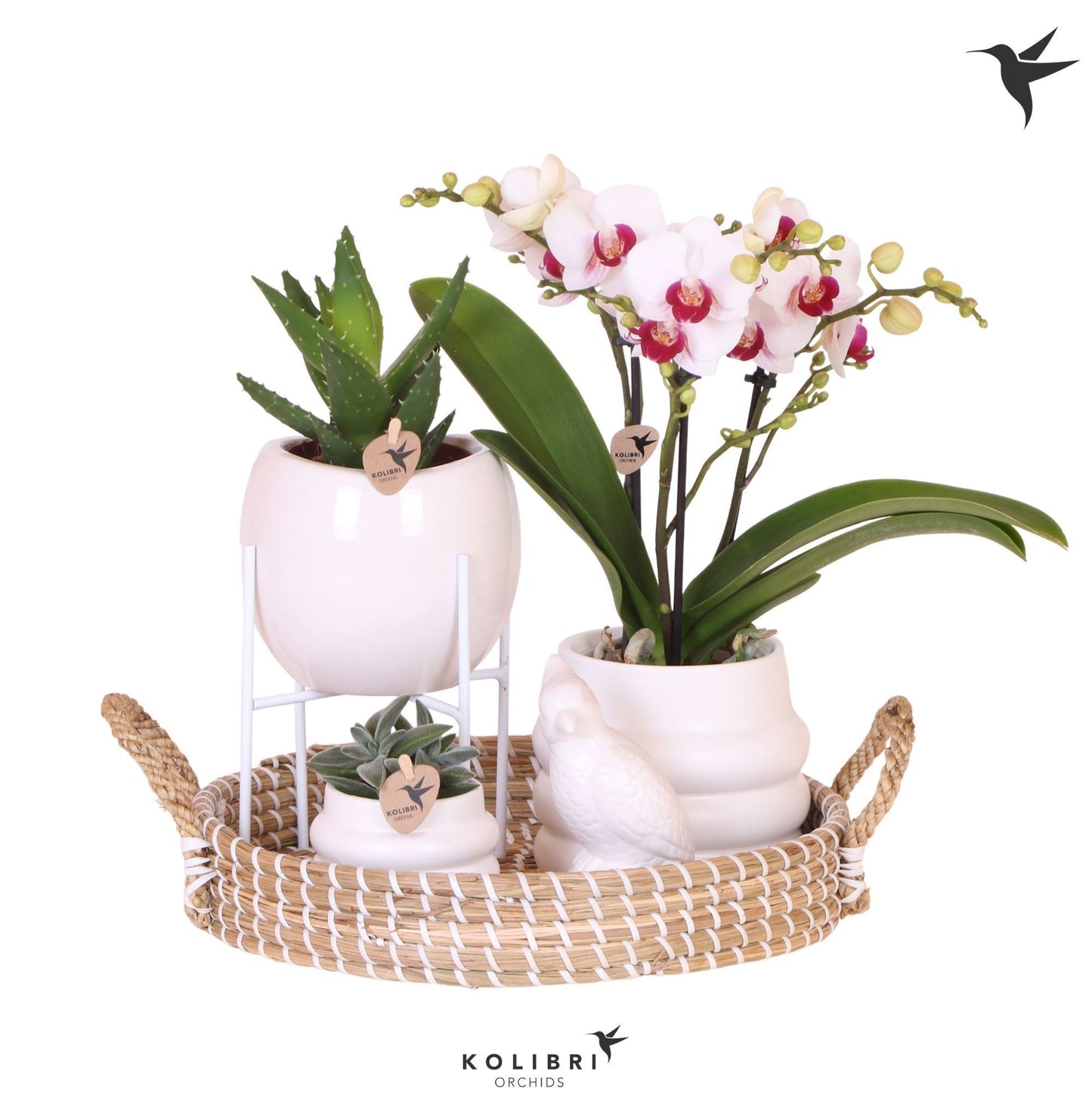 Kolibri Gift Set All White 40cm 30cm Pot