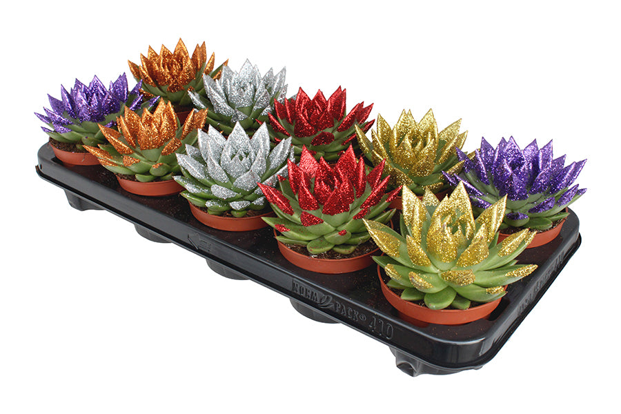 Amigo Plant VOF Echeveria colored Xmas mix Pack of 10