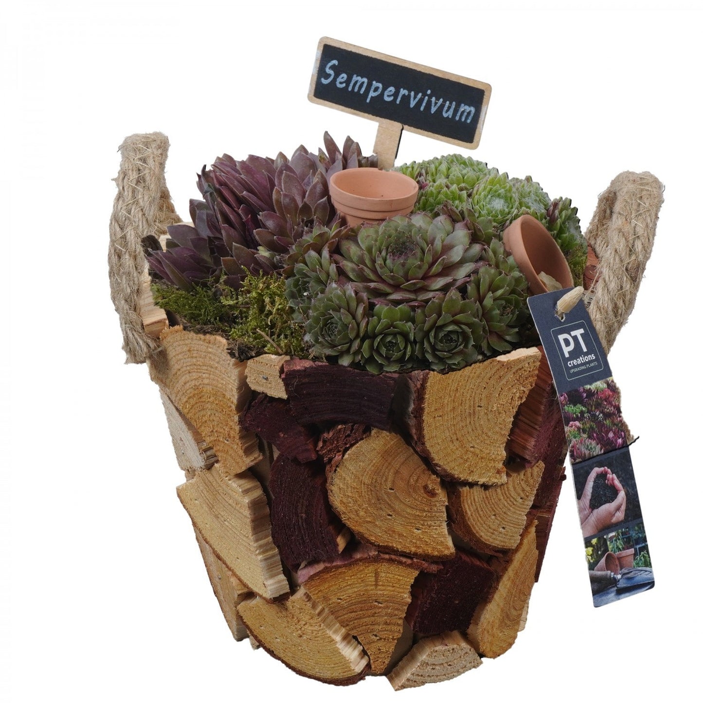 arr. Sempervivum 25cm 19cm Pot