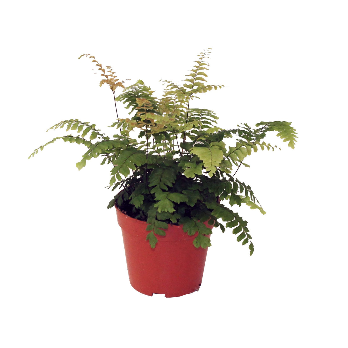 Adiantum Bronze Venus 30cm 12cm Pot