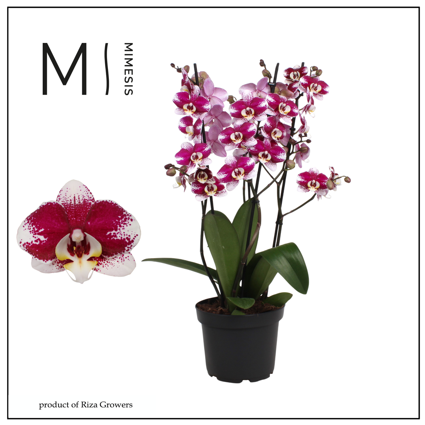 Phalaenopsis Barcelona 65cm 21cm Pot