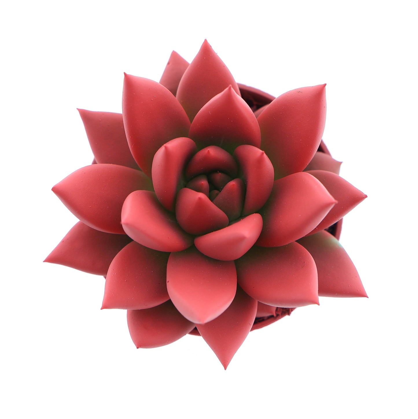 Euro Cactus Holland Bv Rainbow bright red Pack of 20