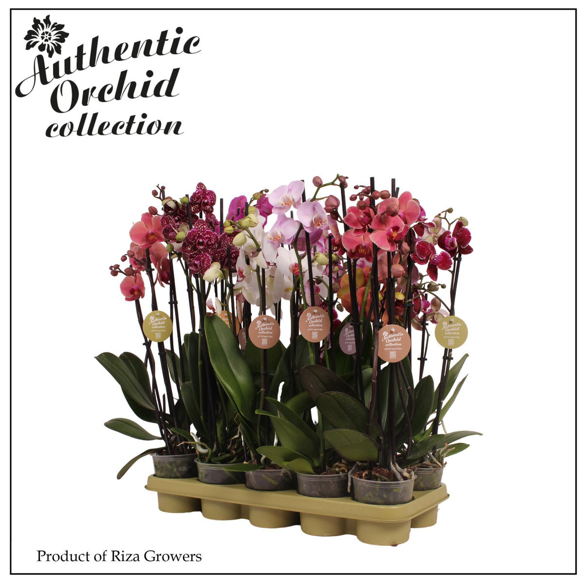 Phalaenopsis mix 60cm 12cm Pot