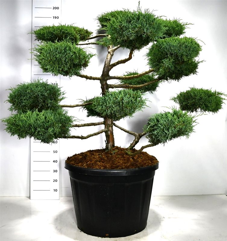 Bloemenkampen BV, Hkw. de Juniperus media Hetzii Pack of 1