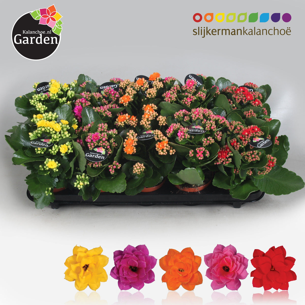 Kalanchoe gevuldbloemig 23cm 10.5cm Pot