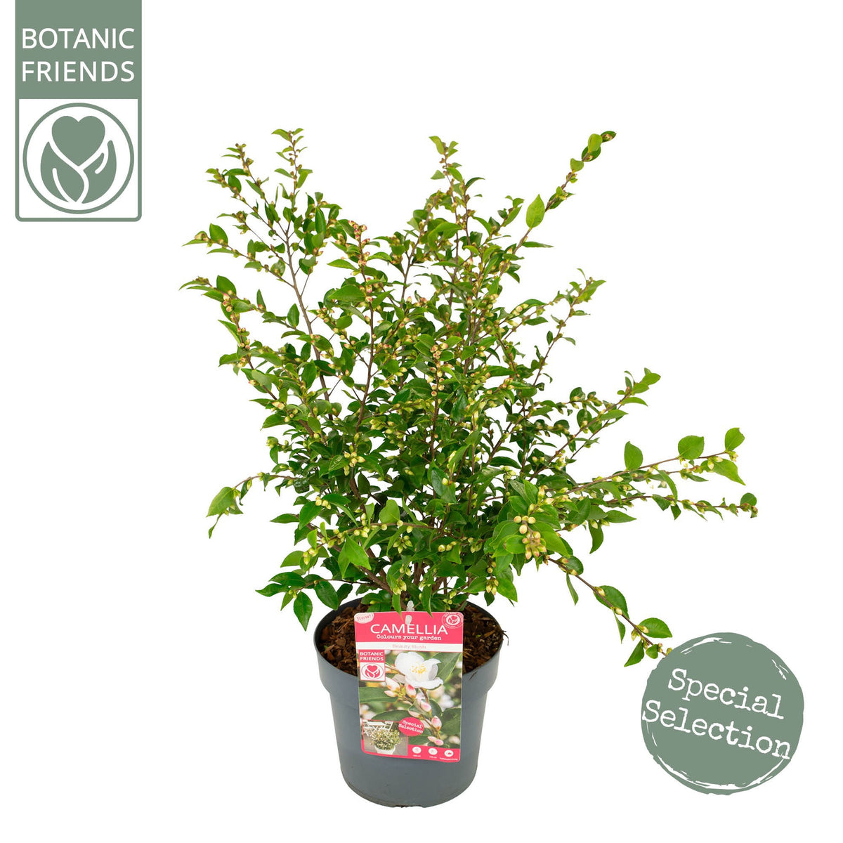Camellia jap. Beauty Blush 80cm 19cm Pot