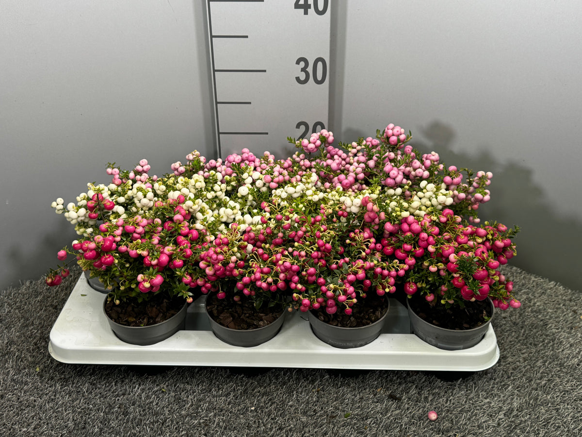 Gaultheria procumbens 20cm 10.5cm Pot
