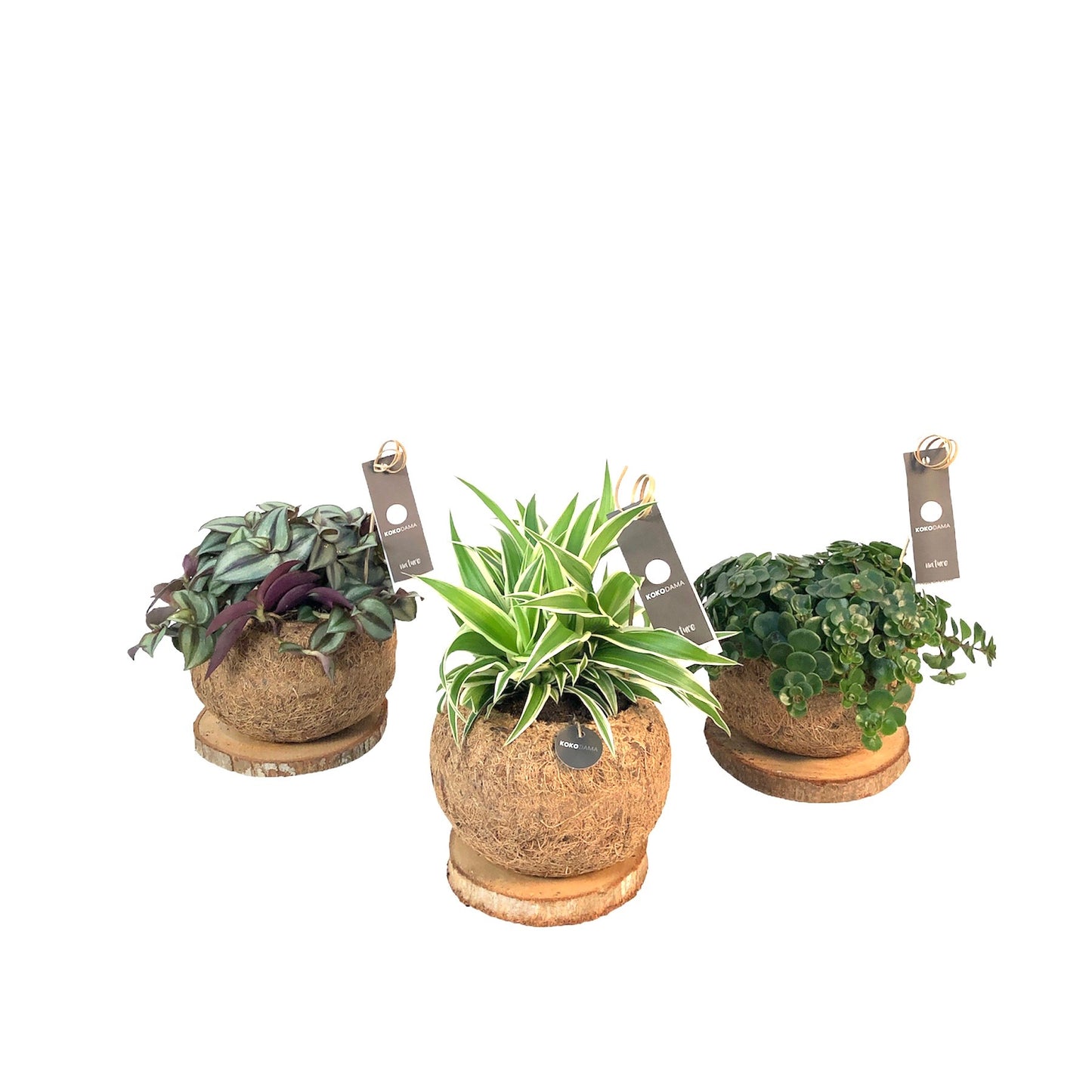 Kokoplant BV Foliage houseplants mix Pack of 7