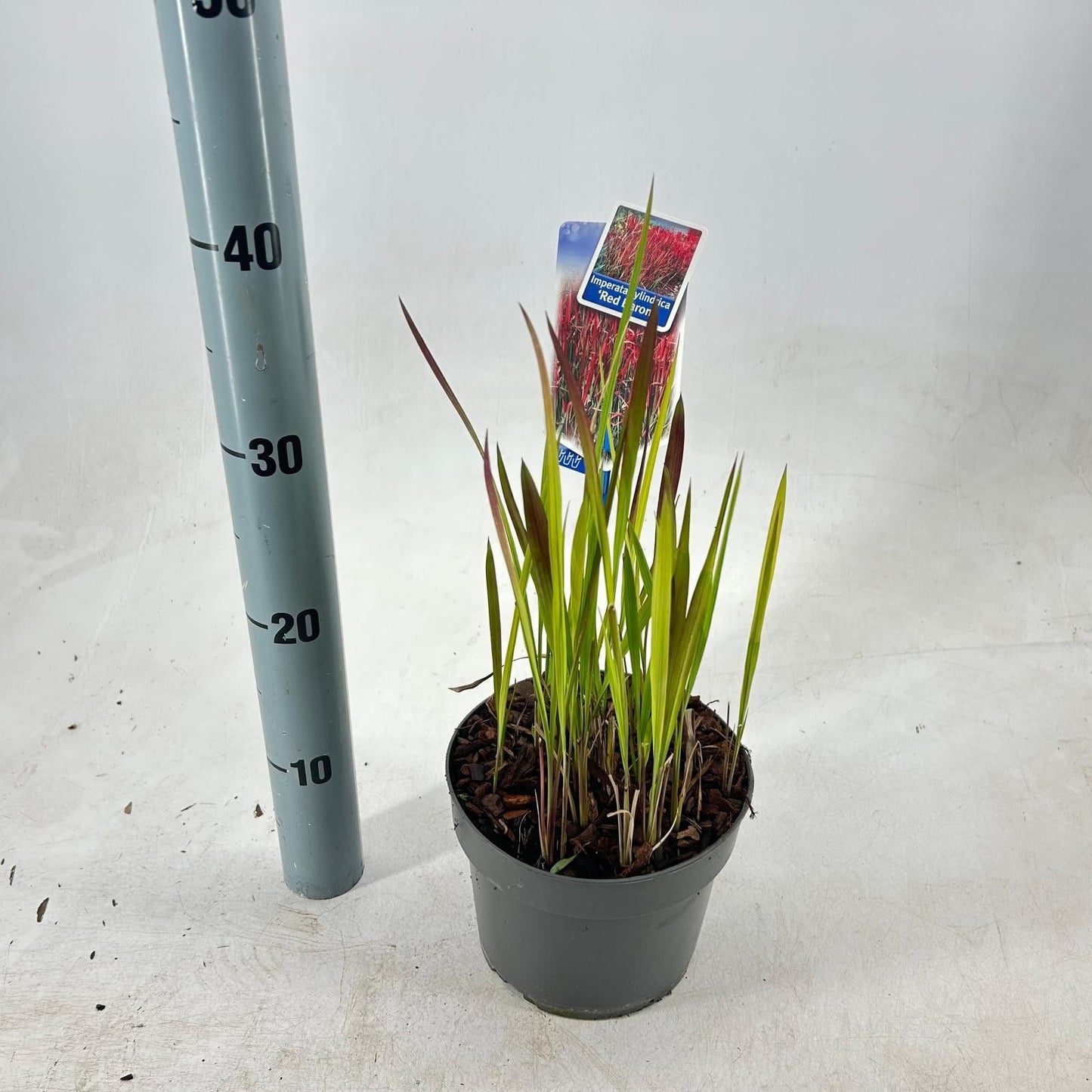 Imperata Red Baron 45cm 17cm Pot