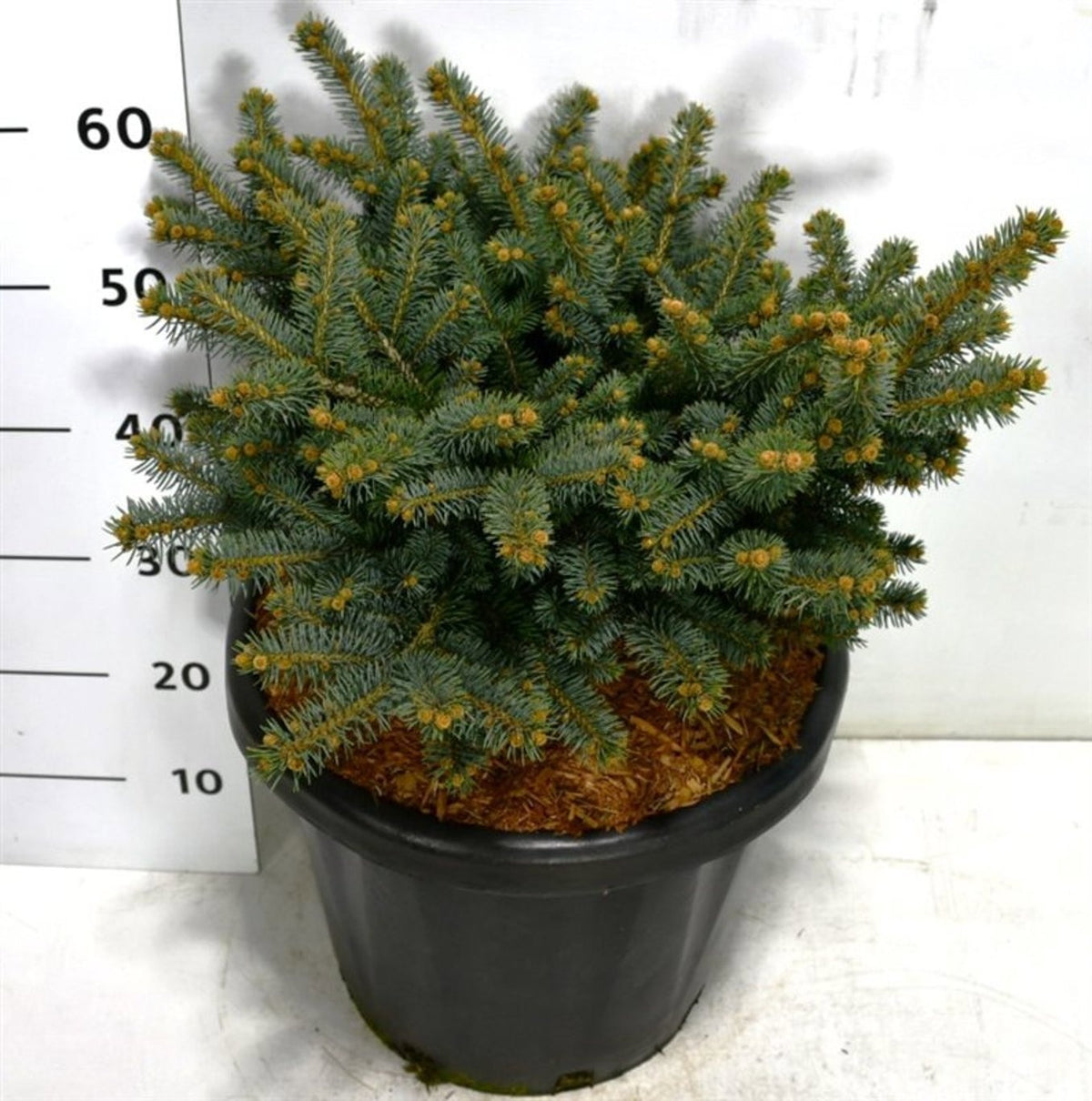 Picea pun. Glauca Globosa 60cm 38cm Pot