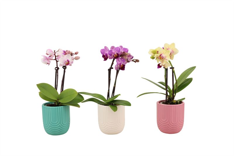 Phalaenopsis hybrid 17cm 6cm Pot