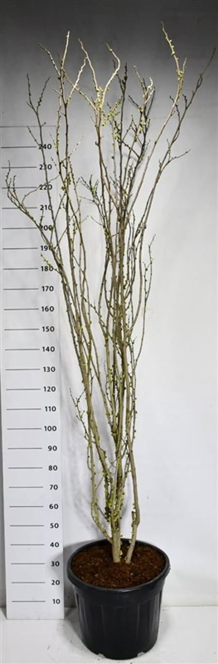 Cercis chinensis 240cm 51cm Pot