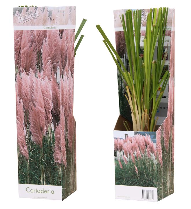 Cortaderia selloana 35cm 9cm Pot