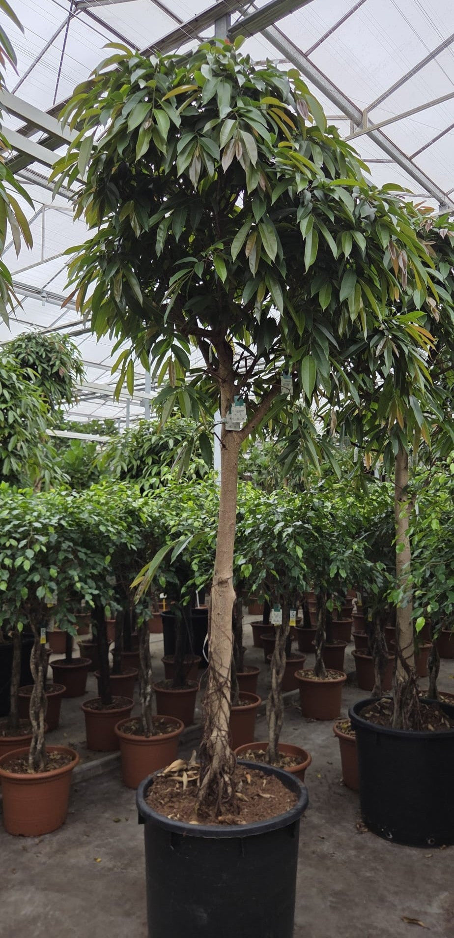 Ficus Amstel King 400cm 70cm Pot