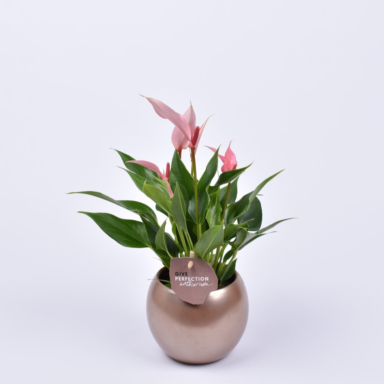Anthurium Lilli 30cm 11cm Pot