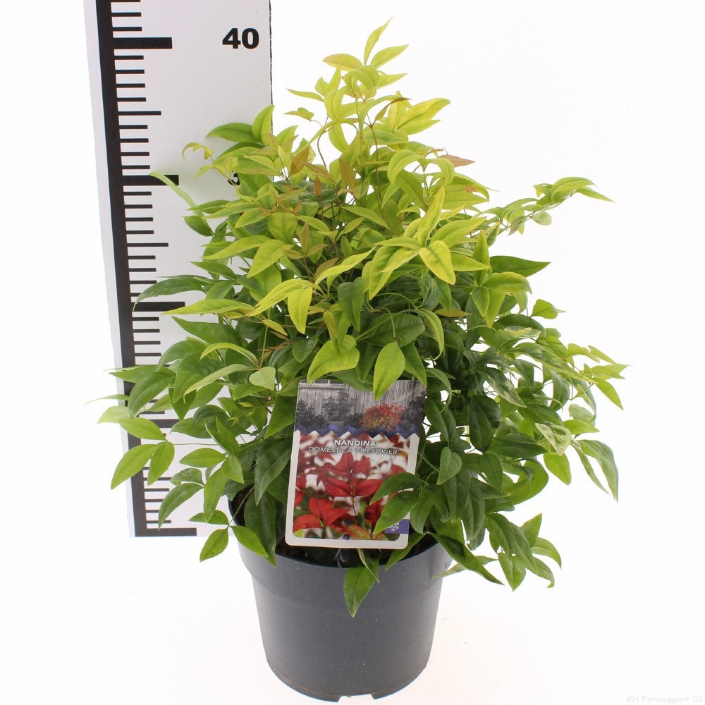 Nandina domestica Fire Power 15cm 17cm Pot