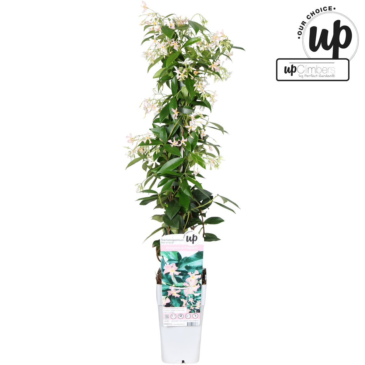 Trachelospermum jasminoides Star of Ibiza 65cm 15cm Pot