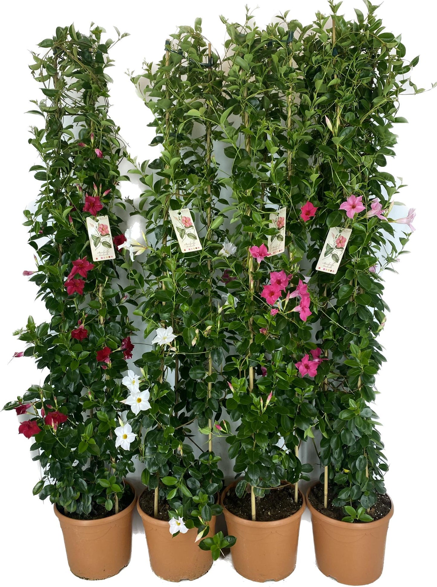 Mandevilla Rio mix 180cm 31cm Pot