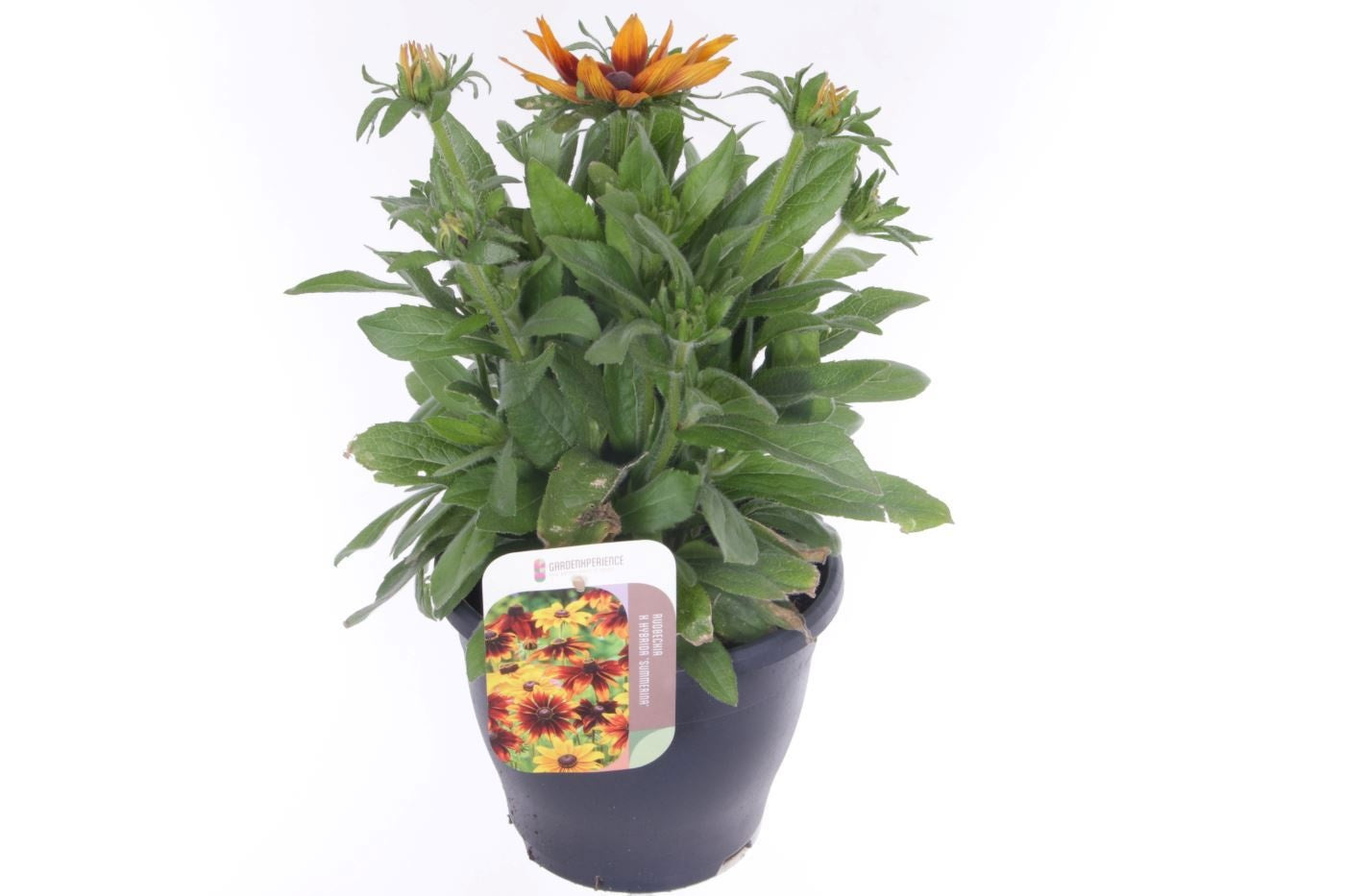 Rudbeckia 30cm 23cm Pot