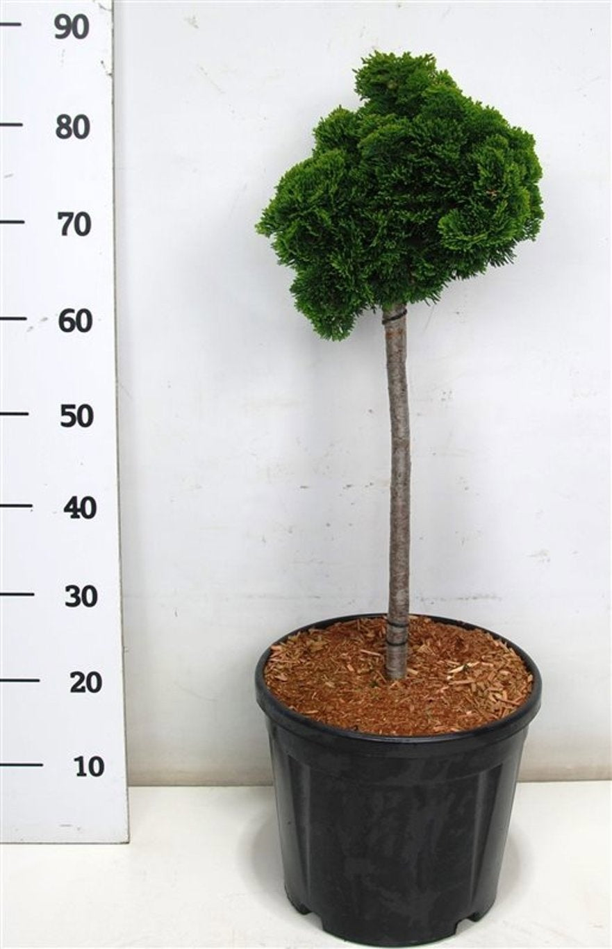 Chamaecyparis obtusa Nana Gracilis 90cm 32cm Pot