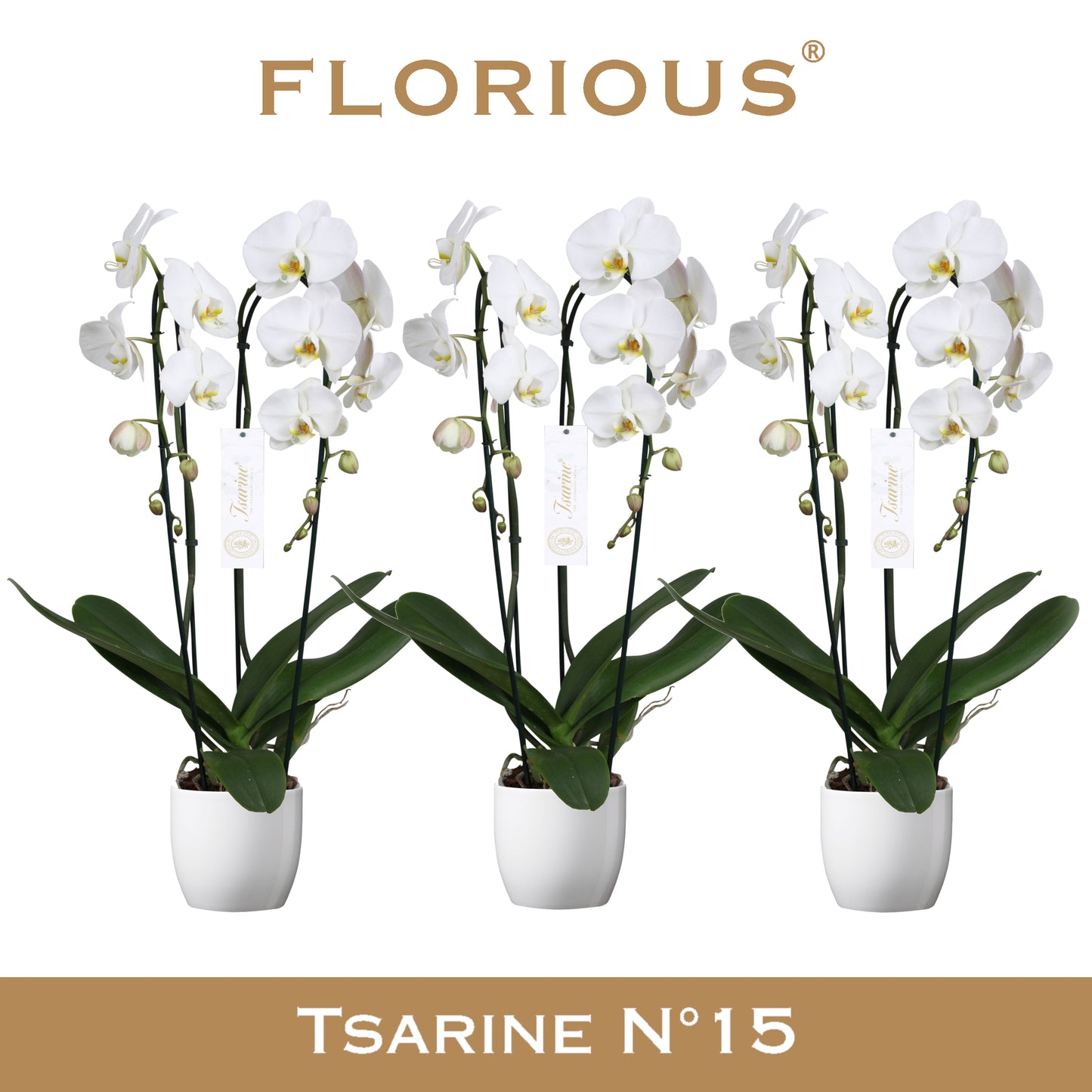 Phalaenopsis white 85cm 15cm Pot