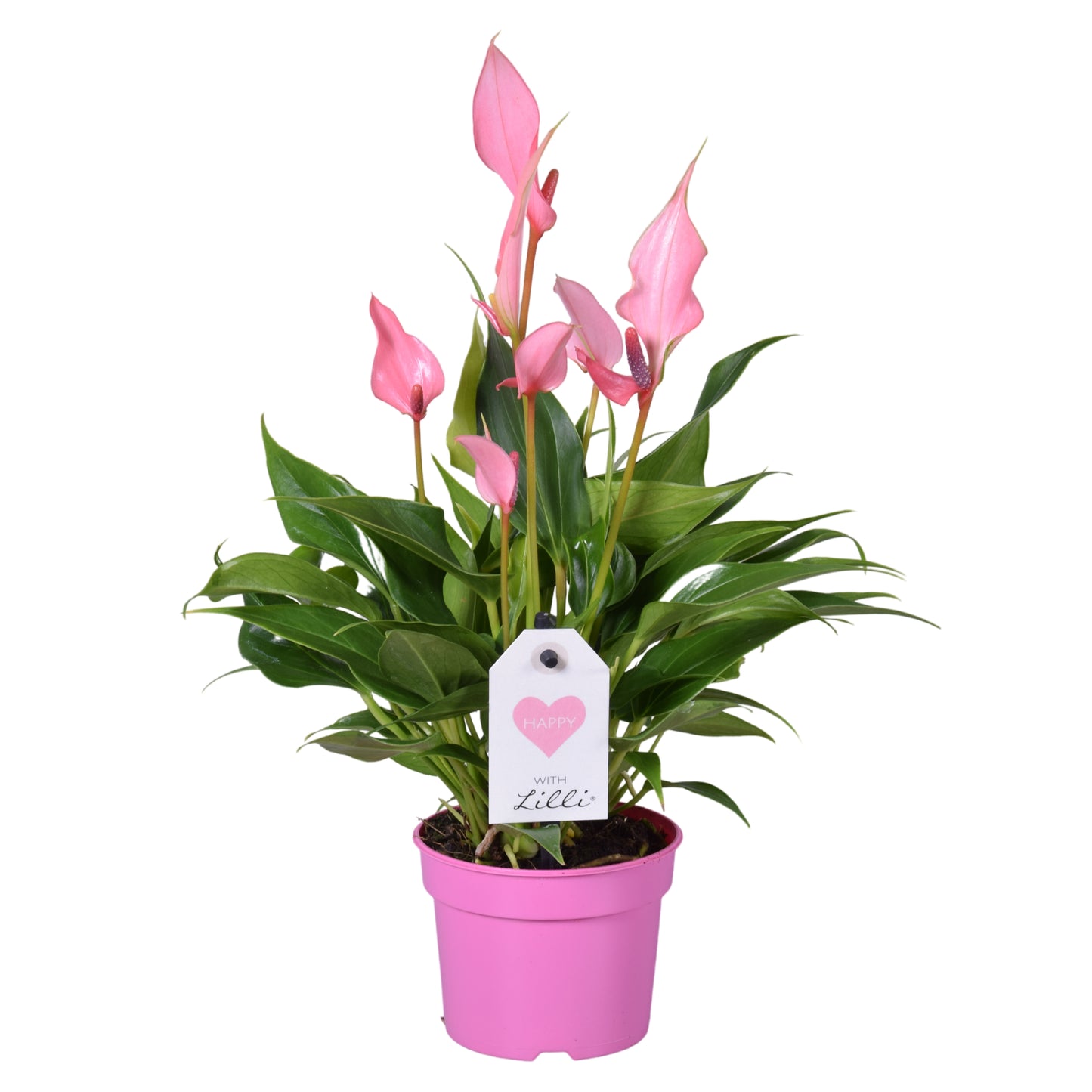 Groene Tint Anthurium Lilli Pack of 12