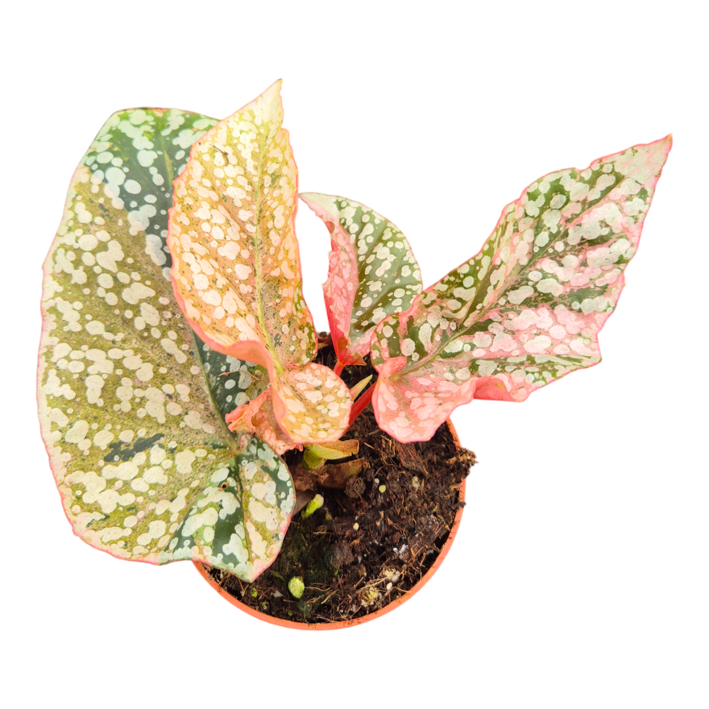 Begonia Cottage Bright Red 10cm 7cm Pot