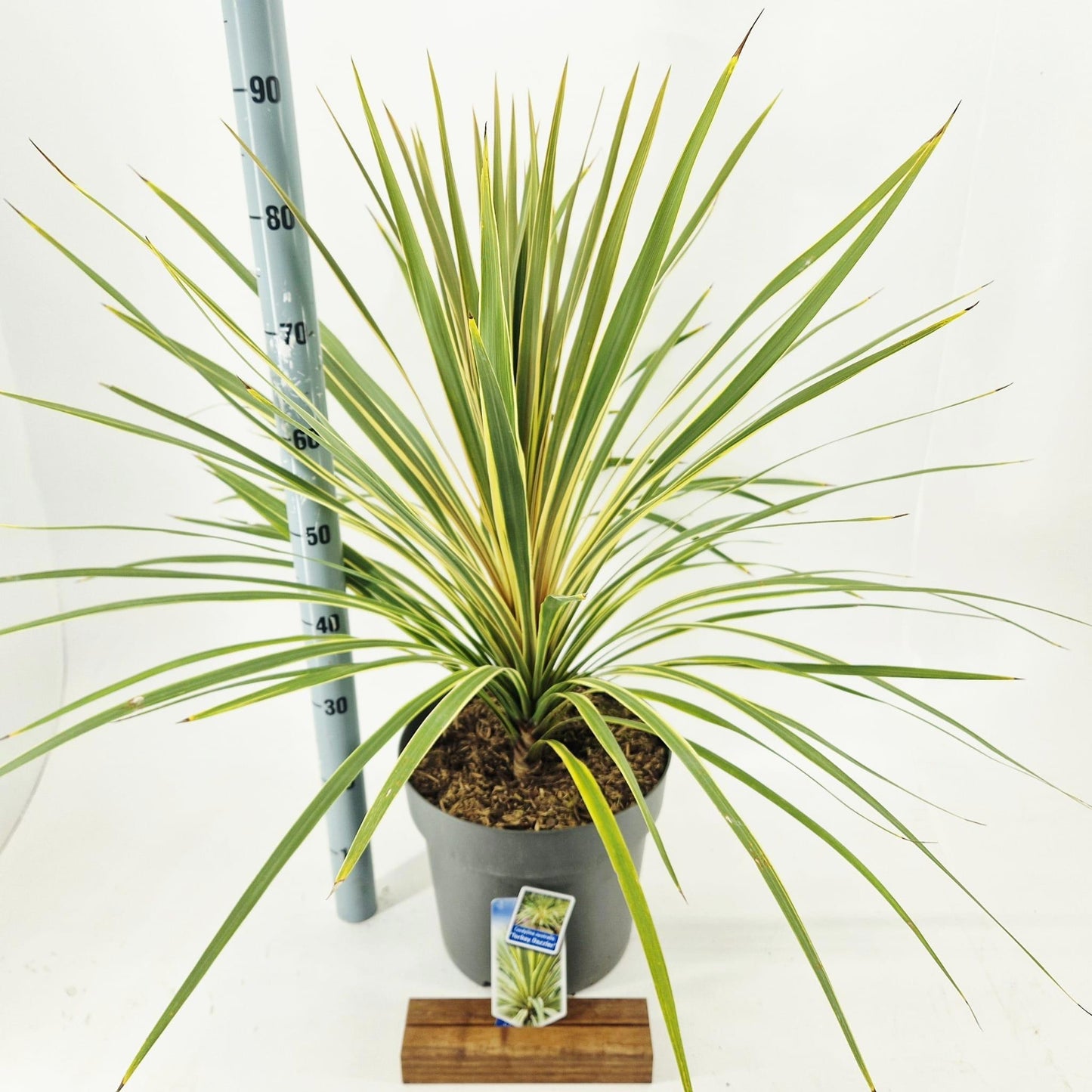 Cordyline 90cm 32cm Pot