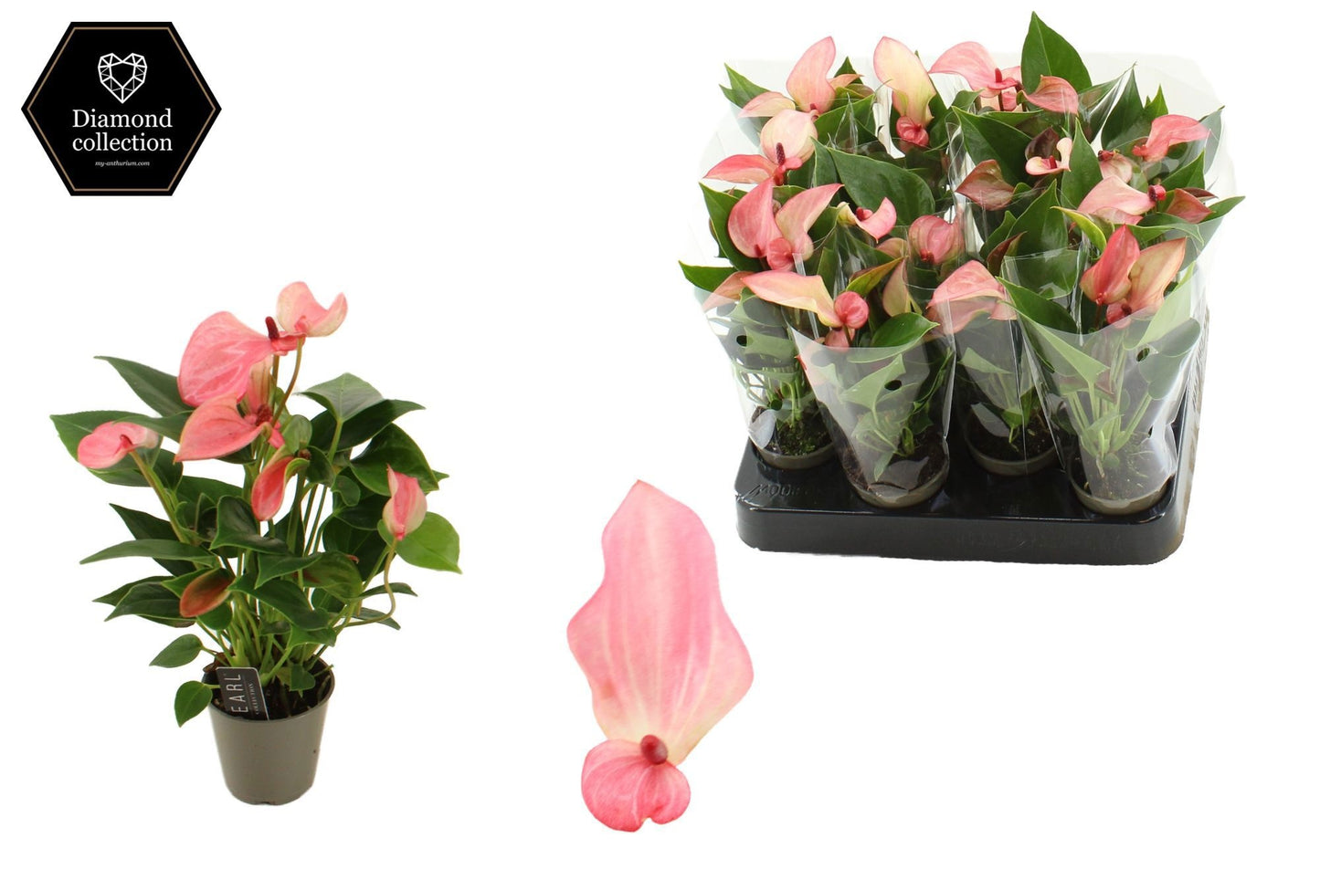 Anthurium Matata 18cm 6cm Pot