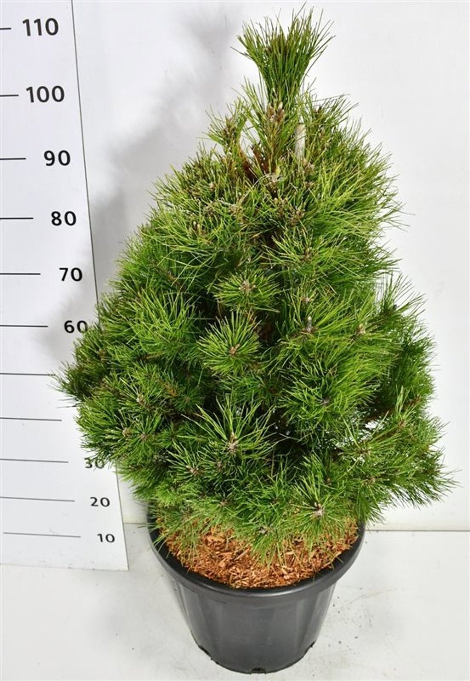 Pinus nigra subsp Nigra 120cm 38cm Pot