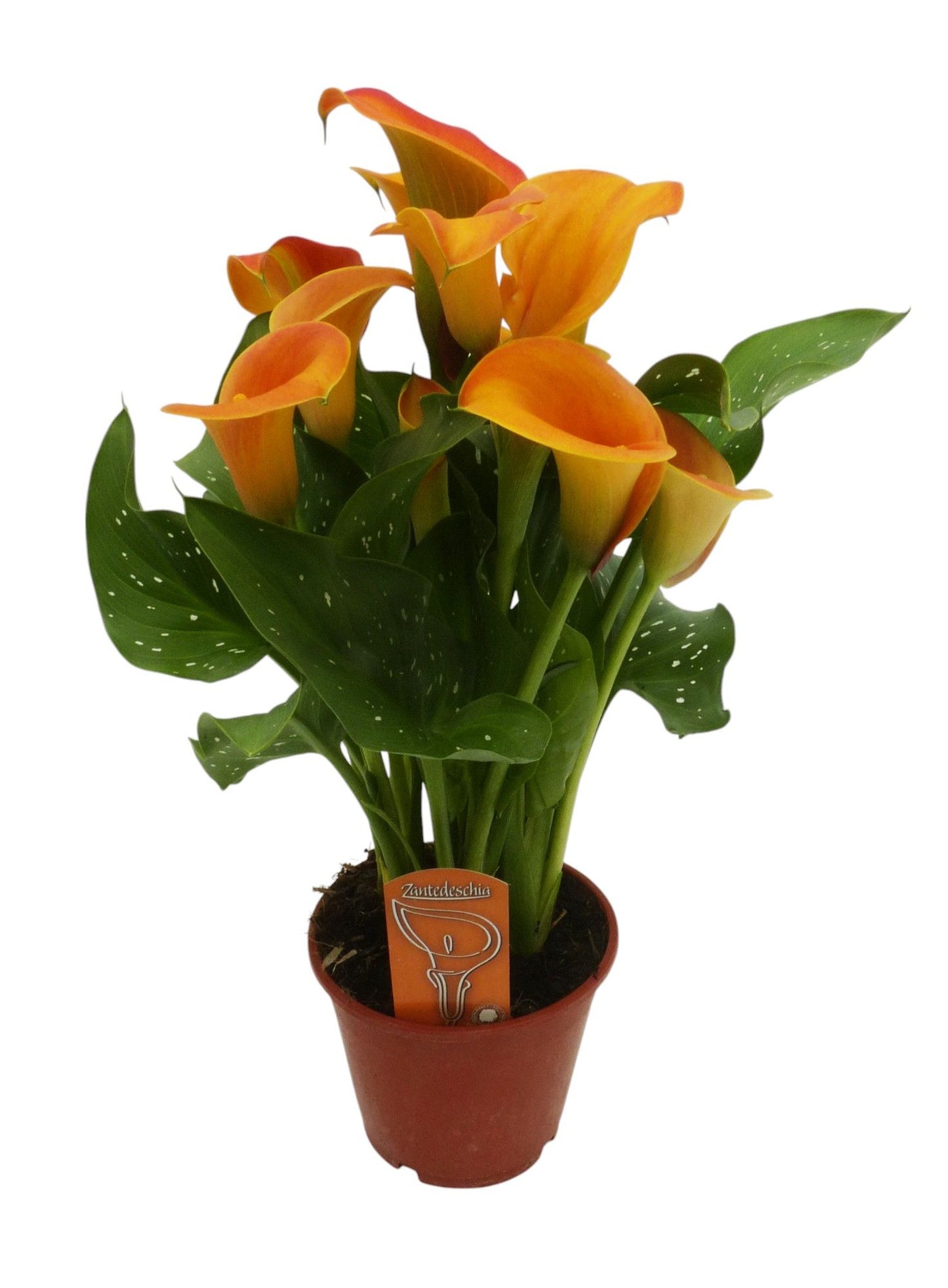 Zantedeschia 45cm 14cm Pot