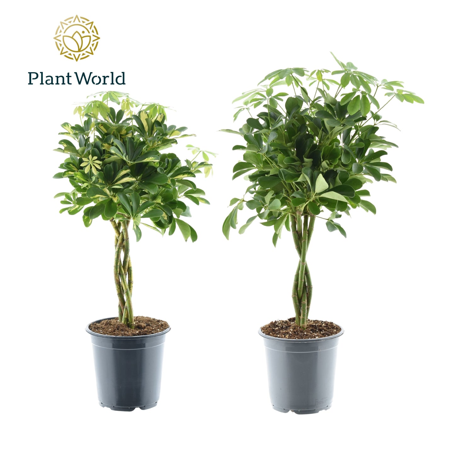 Schefflera arboricola gevlochten stam 70cm 21cm Pot