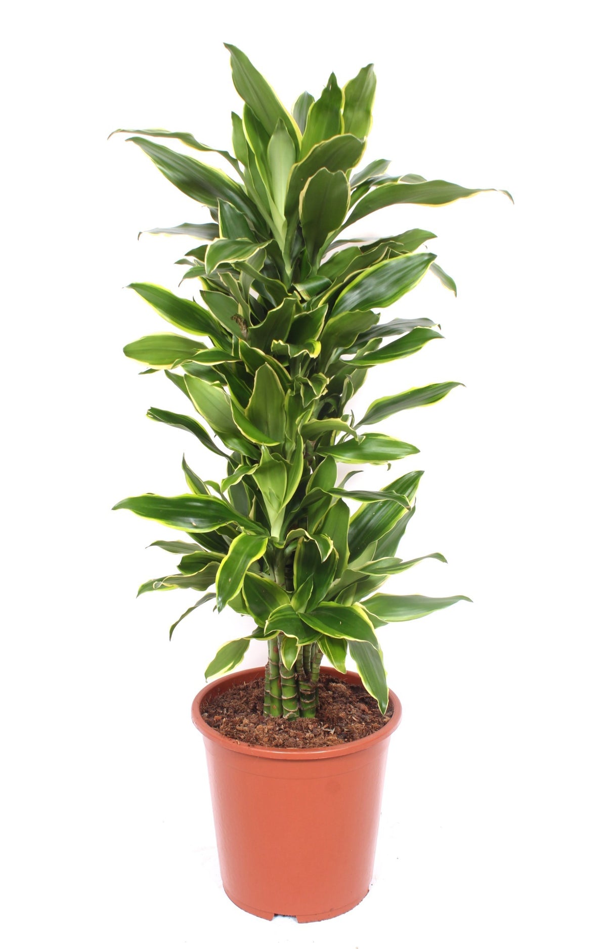 Dracaena fragrans Golden Coast 110cm 27cm Pot