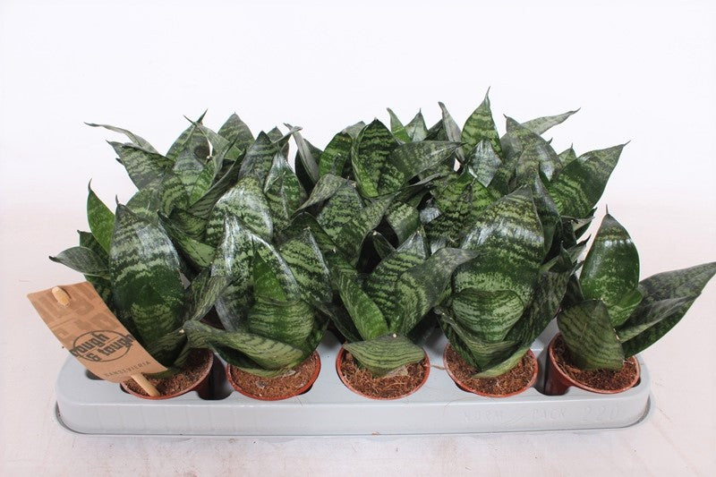Sansevieria Hahnii 15cm 6cm Pot