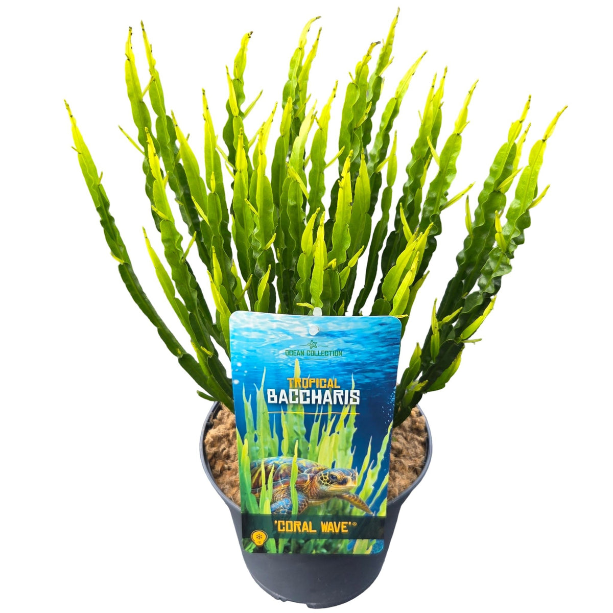 Shrubs mix 55cm 19cm Pot